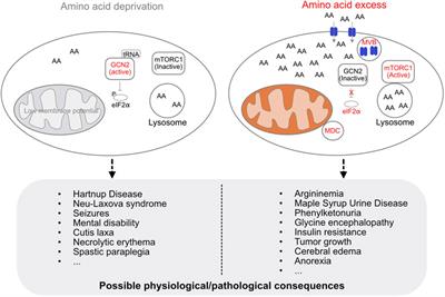 Role of amino acid metabolism in mitochondrial homeostasis